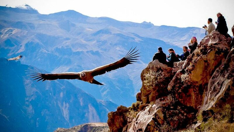 from-arequipa-full-day-colca-canyon-tour