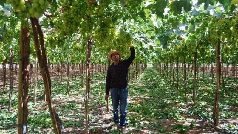 from-arequipa-pisco-and-wine-tour-through-the-majes-valley