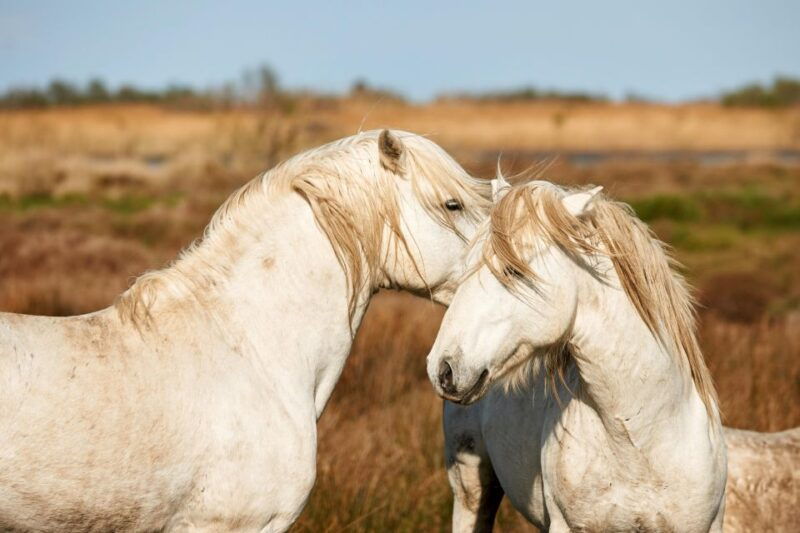 from-avignon-camargue-tour-with-pont-de-gau-bird-park-entry