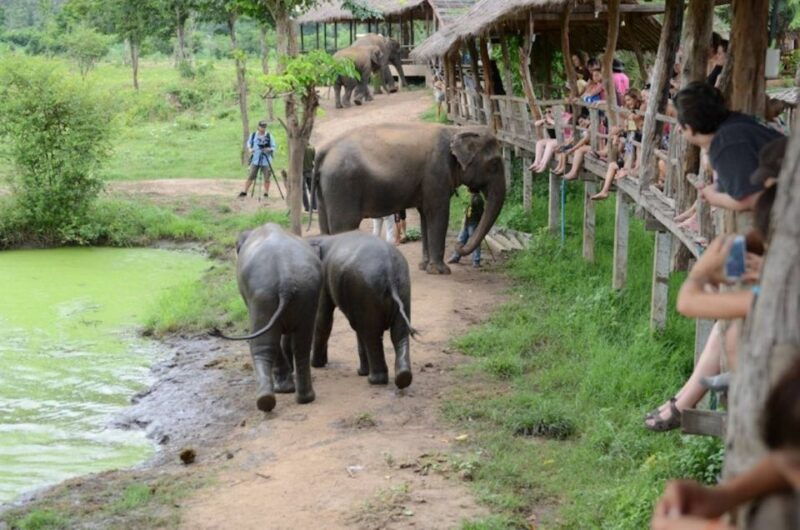 from-bangkok-elephantsworld-kanchanaburi-2-day-experience