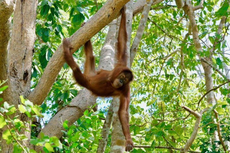 from-bangkok-wildlife-rescue-and-elephant-rescue-tour