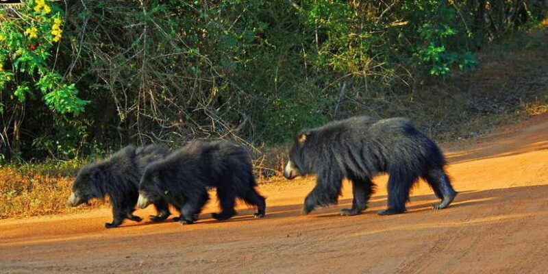 from-bentota-full-day-yala-national-park-safari-tour