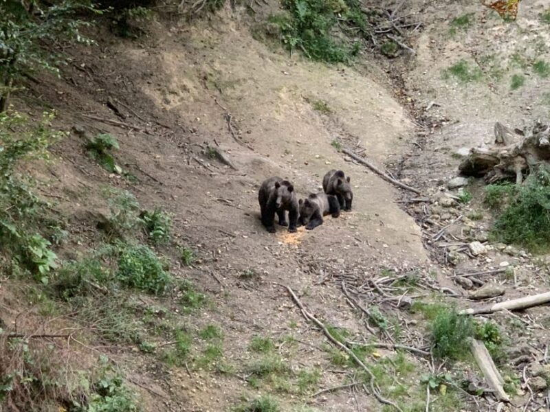 from-brasov-bear-watching-in-the-wild