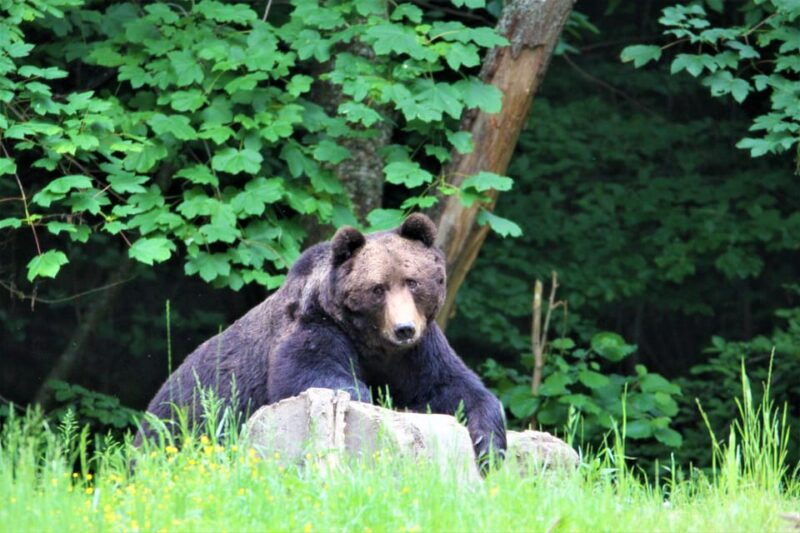 from-brasov-brown-bear-watching-in-the-carpathian-mountains
