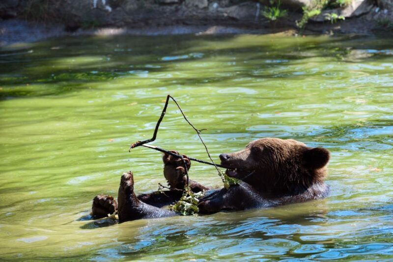from-bucharest-bear-sanctuary-and-dracula-castle-day-tour
