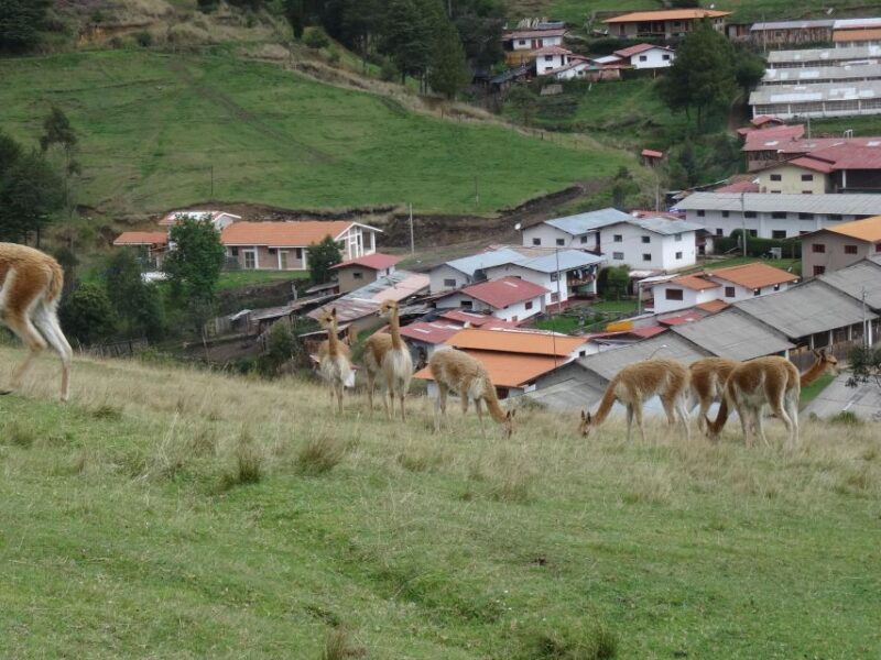 from-cajamarca-porcon-farm