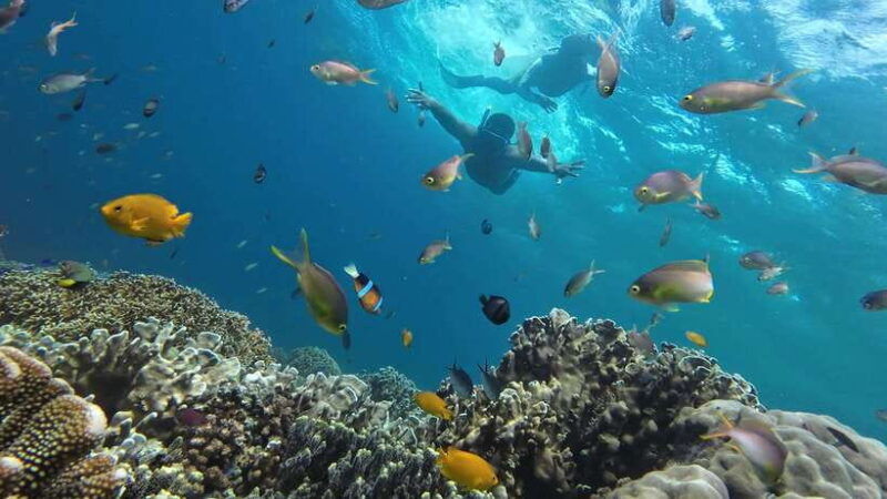 from-cebu-city-moalboal-pescador-snorkeling-tour-lunch