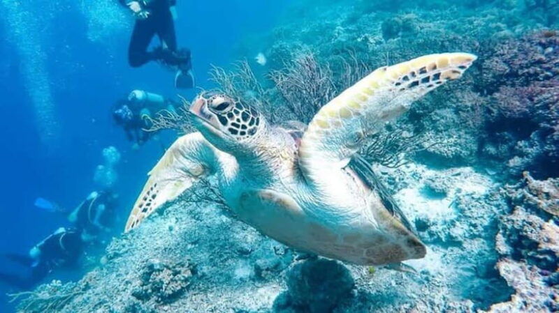 from-cebupamilacan-virgin-island-dolphin-watching-lunch