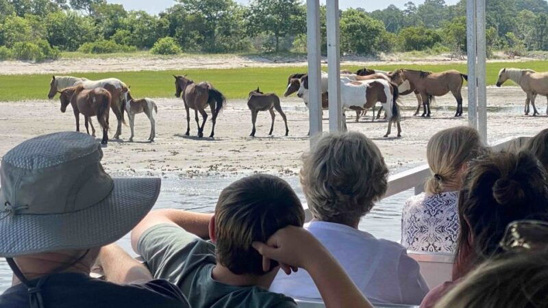 from-chincoteague-island-assateague-island-boat-tour