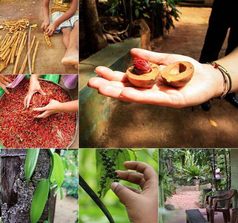 from-colombo-day-trip-to-kandy-pinnwala-royal-gardens-3