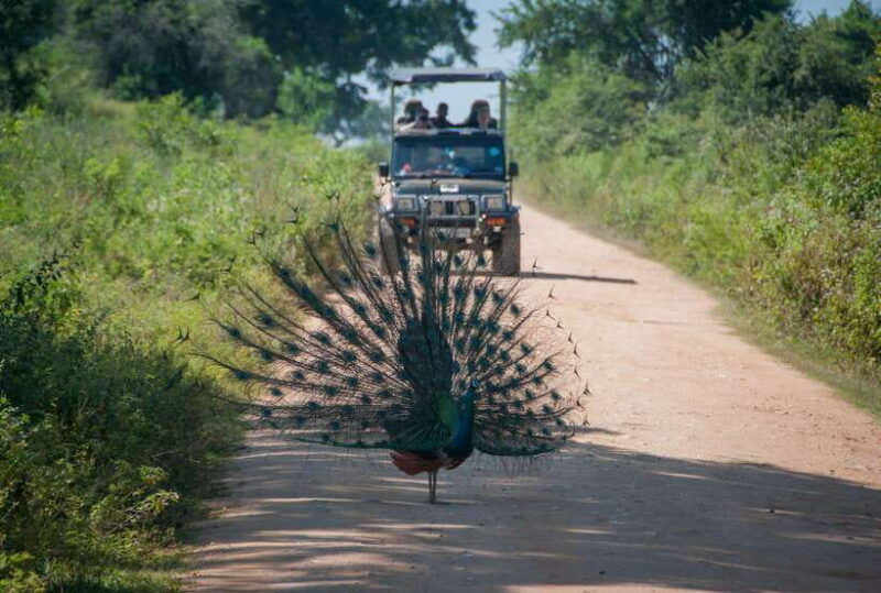 from-colombo-negombo-wilpattu-national-park-4x4-safari-tour