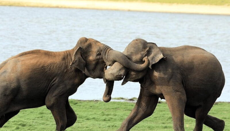 from-colombo-udawalawe-park-and-elephants-orphanage