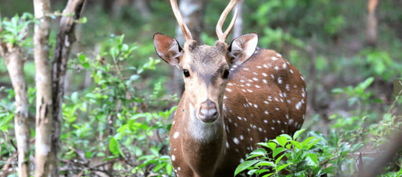 from-colombo-wilpattu-national-park-safari