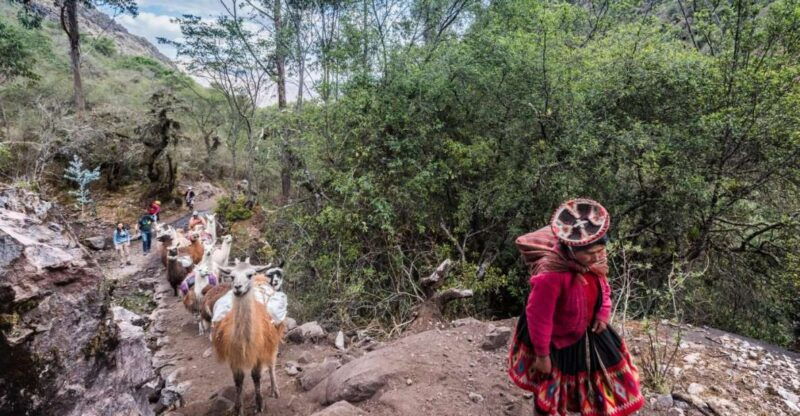 from-cusco-walk-with-alpacas-and-llamas-picnic-private