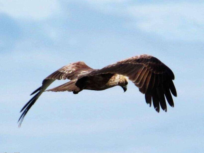 from-ella-udawalawe-yala-national-parks-2-day-tour