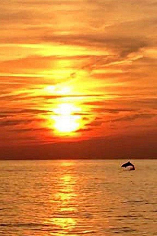 from-fazana-dolphin-watching-sightseeing-cruise-at-sunset