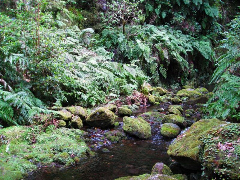 from-funchal-sao-jorge-valleys-levada-walk