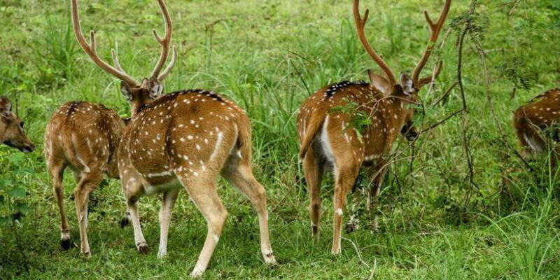 from-galle-mirissa-hikkaduwa-yala-full-day-safari-tour