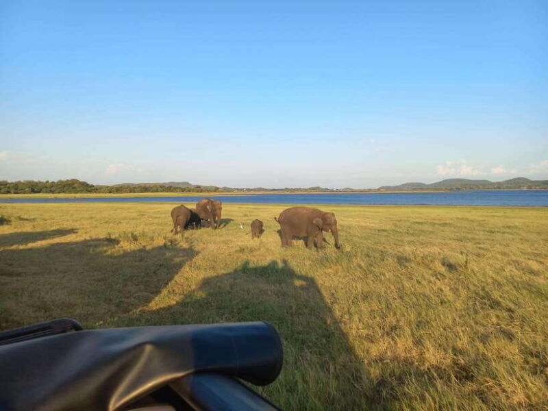 from-habarana-minneriya-national-park-4x4-jeep-safari