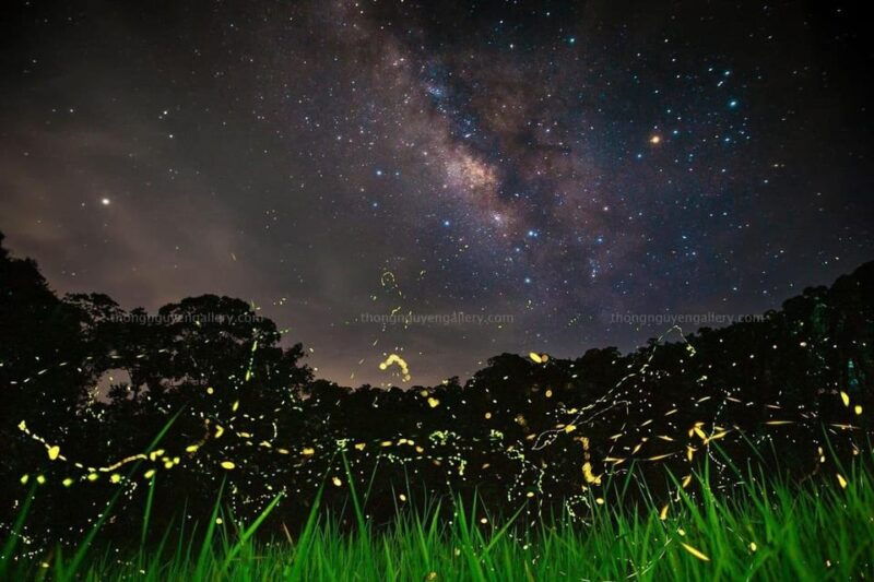 from-hanoi-explore-fresh-nature-see-wild-animal-fireflies