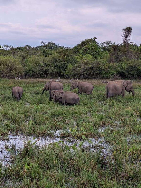 from-hikkaduwa-galle-mirissa-udawalawa-safari-drop-ella