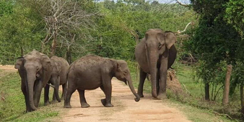 from-hikkaduwa-galle-mirissa-yala-national-park-safari