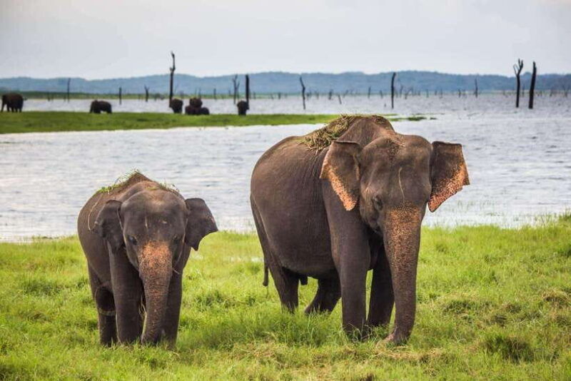from-hikkaduwa-galle-weligama-mirissa-udawalawa-safari-tour
