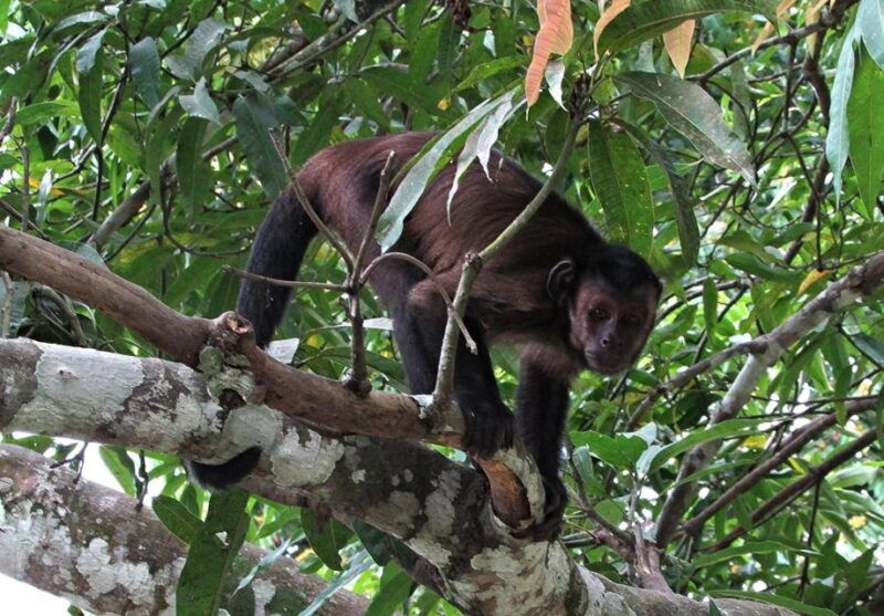from-iquitos-excursion-to-the-monkey-island-full-day