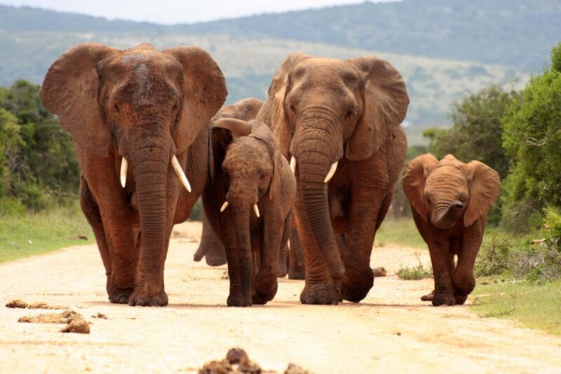 from-johannesburg-pilanesberg-wildlife-safari