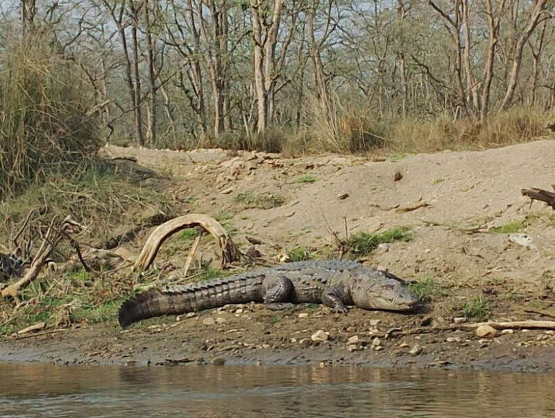 from-kathmandu-or-pokhara-4-day-chitwan-national-park-tour