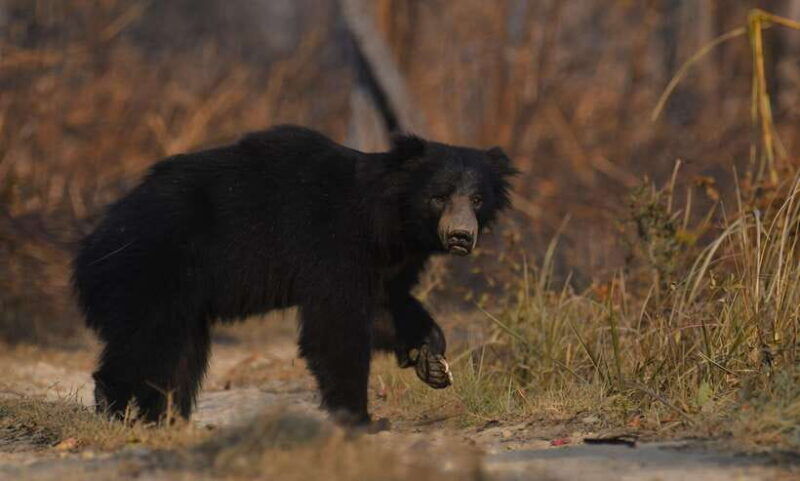 from-kathmandu-pokhara-3-days-chitwan-national-park-tours