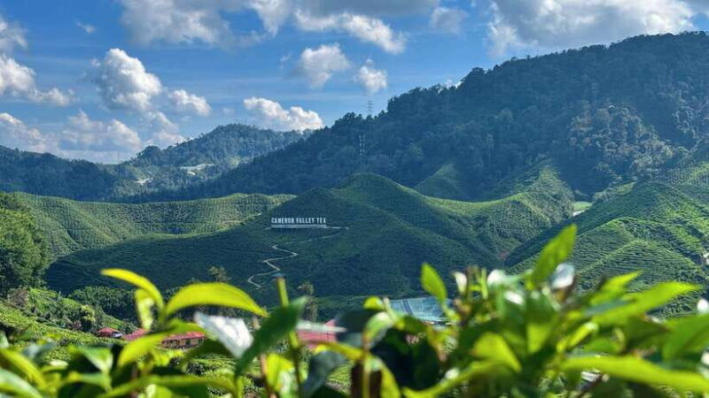 from-kuala-lumpur-cameron-highlands-day-tour-with-lunch