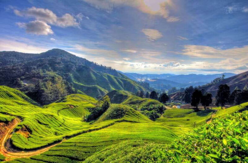 from-kuala-lumpur-cameron-highlands-full-day-tour