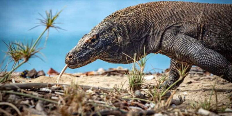 from-labuan-bajo-explore-komodo-dragon-island