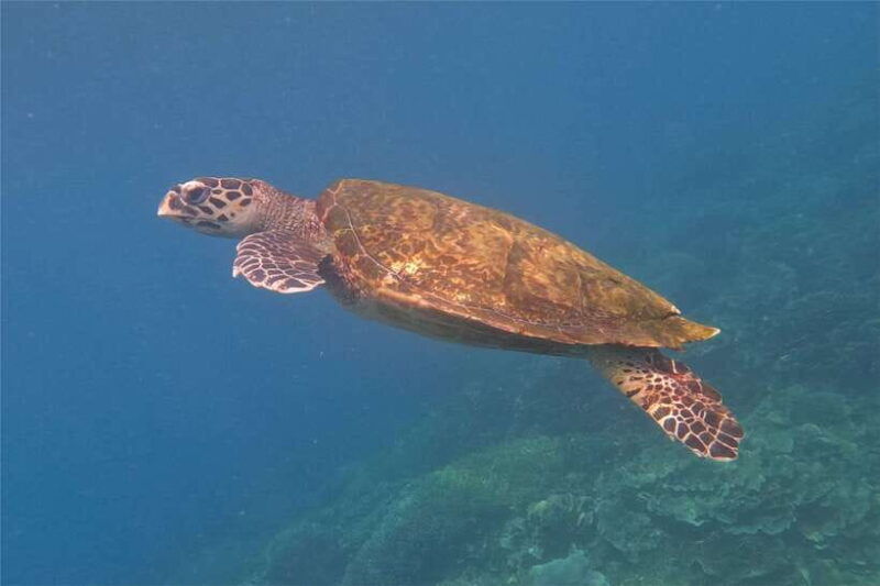 from-labuan-bajo-komodo-dragons-and-island-hop-with-all-fee