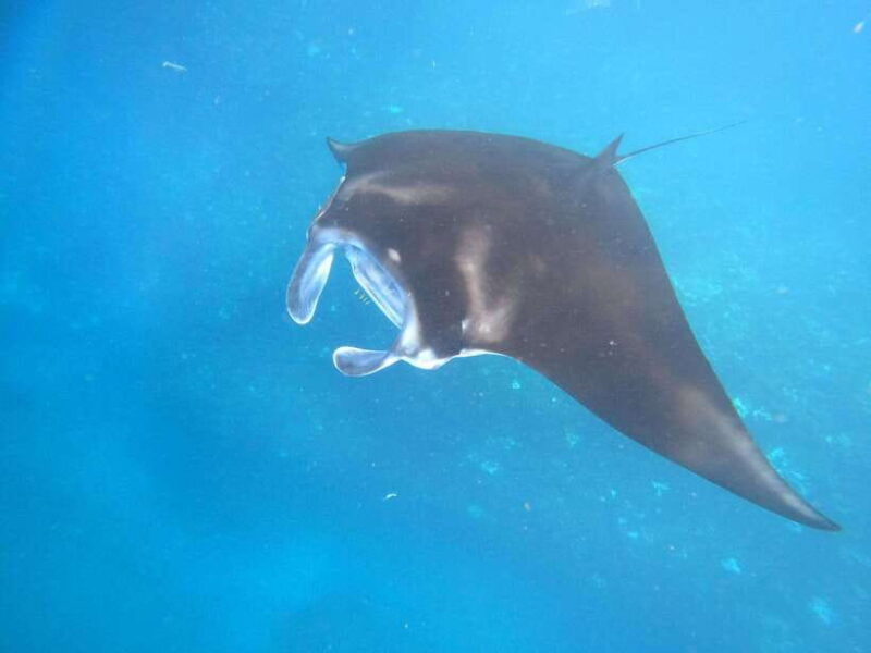 from-lembongan-snorkeling-3-spots-mangrove-and-land-tour