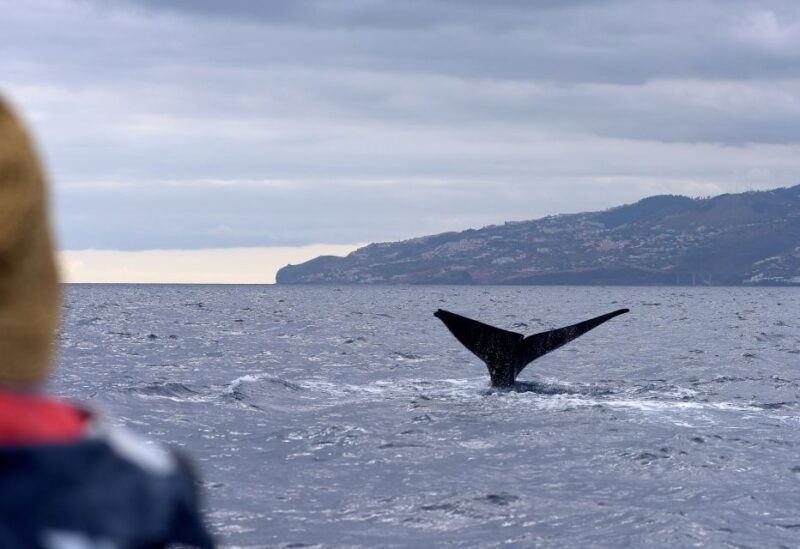 from-machico-madeira-whale-and-dolphin-watching-boat-tour