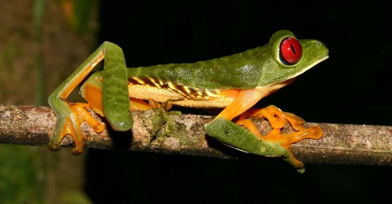 from-madre-de-dios-night-walk-in-the-amazon-rainforest