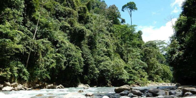 from-medan-4-day-tour-to-bukit-lawang-incl-jungle-trek