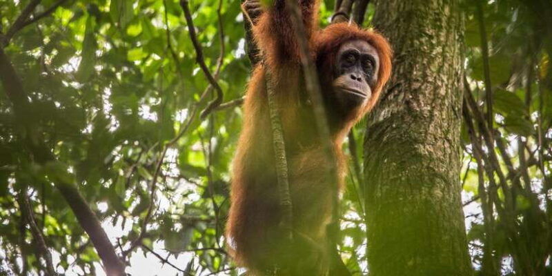 from-medan-mount-leuser-national-park-full-day-trip-2