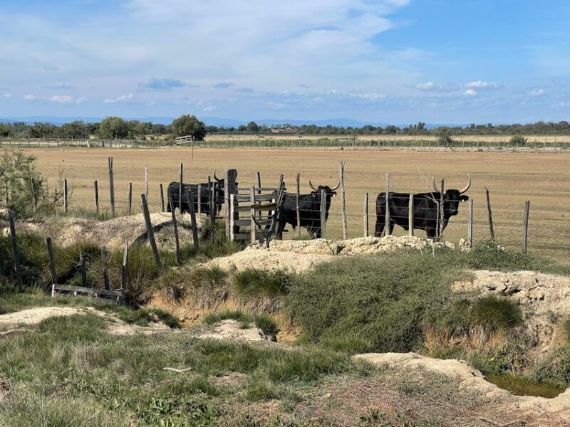 from-montpellier-camargue-and-salt-marshes-guided-tour