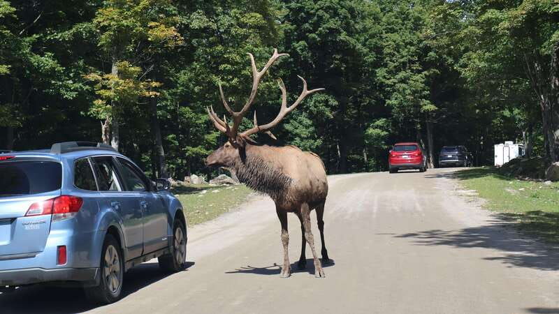 from-montreal-omega-park-wildlife-safari-with-pro-photos