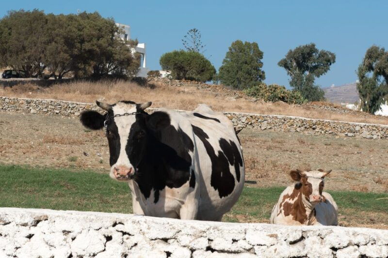 from-mykonos-ano-mera-farm-tour