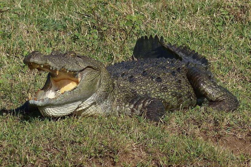 from-negombo-2-day-tour-to-ella-with-safari-at-yala-park