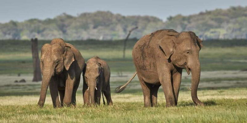 from-negombo-minneriya-national-park-safari-tour