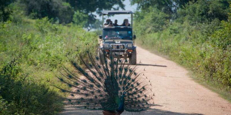 from-negombo-udawalawa-national-park-wildlife-safari