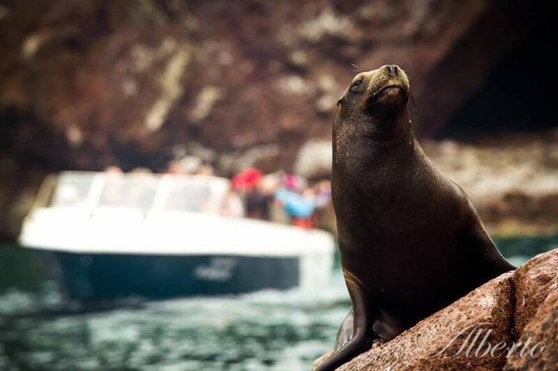 from-paracas-ballestas-islands-and-paracas-national-reserve-3