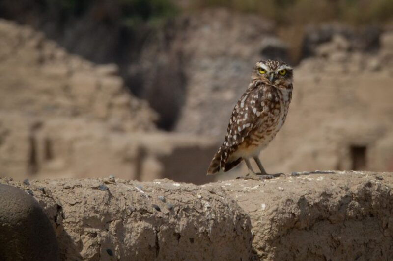 from-paracas-ballestas-islands-and-tambo-colorado-tour