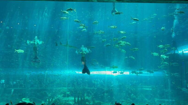 from-phu-quoc-island-vinwonder-and-safari-private-tour