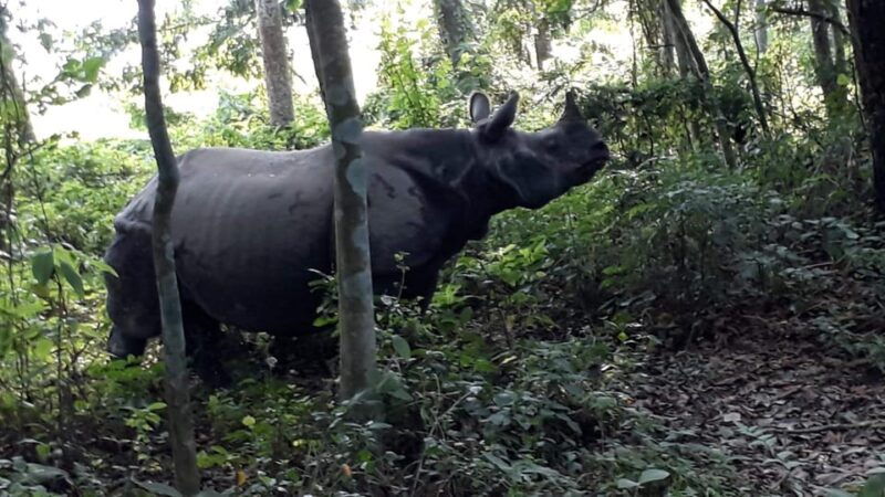 from-pokhara-2-day-chitwan-national-park-safari-tour